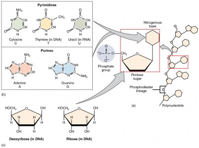 Some basic biochemistry | It's a natural universe