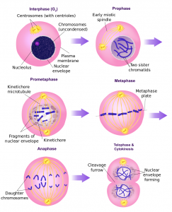 Cell division and reproduction | It's a natural universe