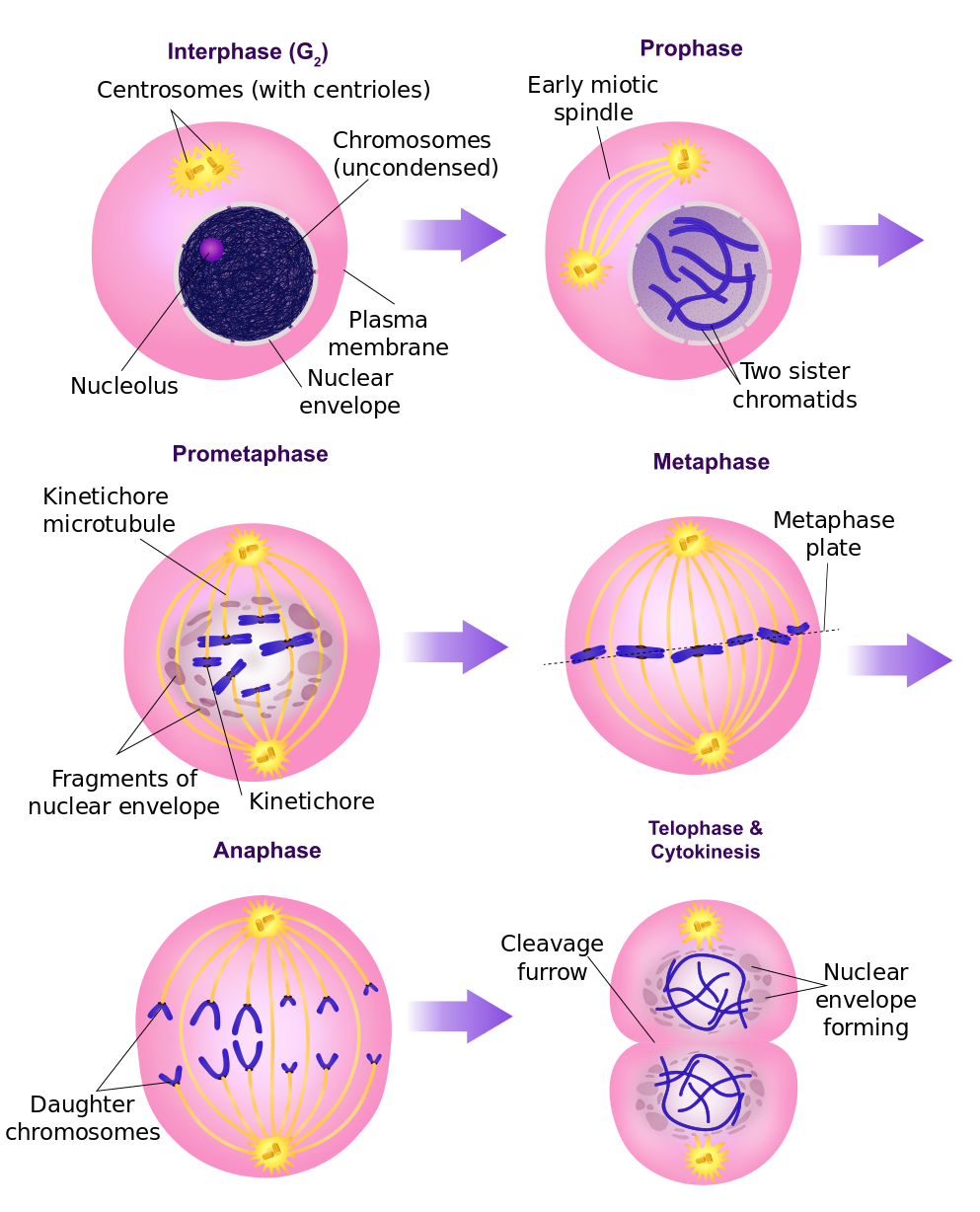 4 Phases Of Mitosis Diagram