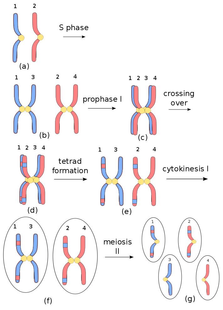 Набор хромосом клетки называют. Кроссинговер. Crossover Meiosis. Хиазма хромосом. Наглядные пособия клетки хромосомы.