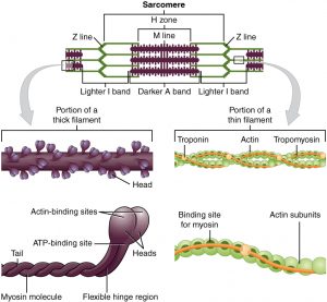 Muscles — motility and energy | It's a natural universe