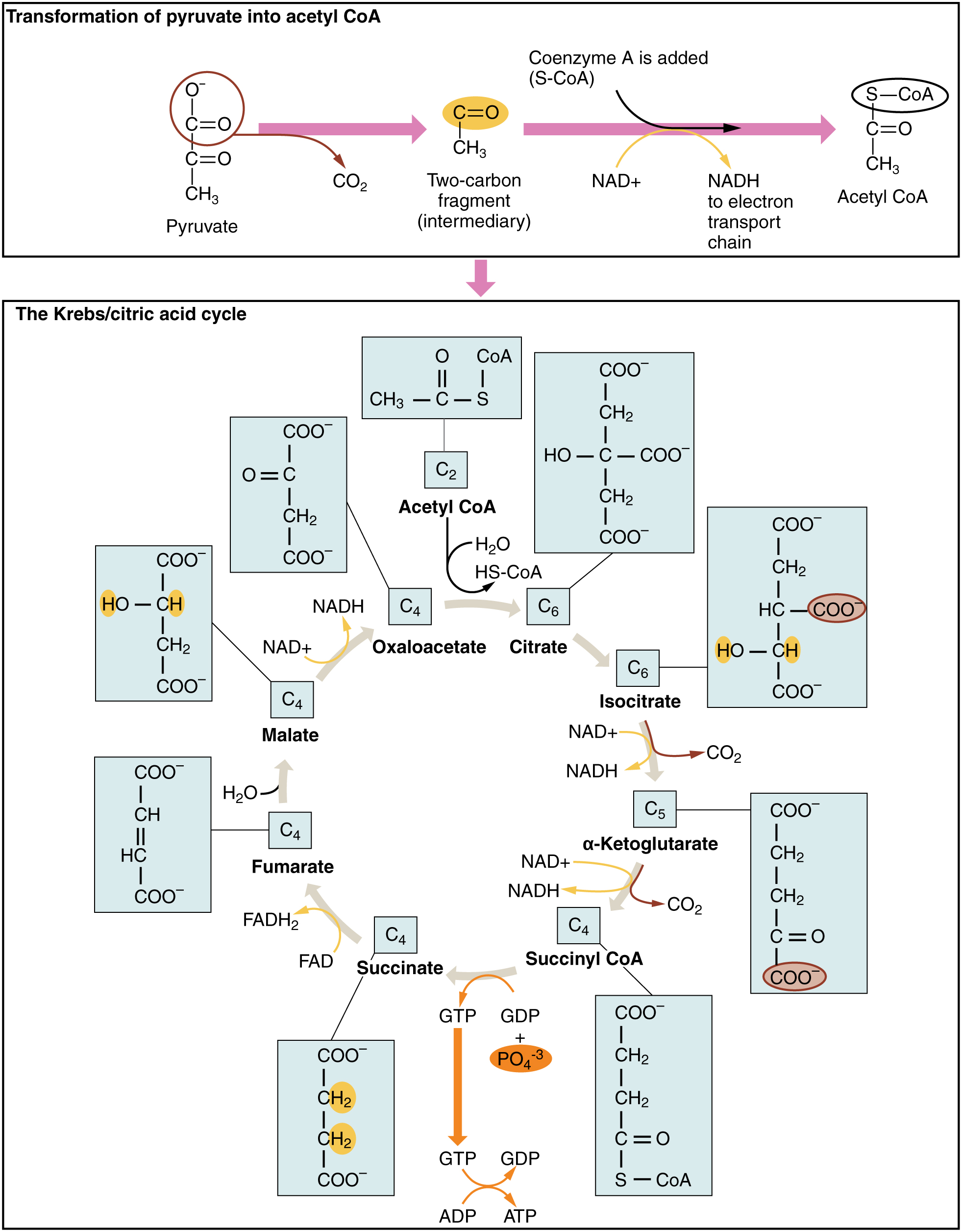 Making energy available — cellular respiration It's a natural universe