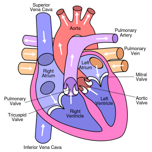 The human circulatory system | It's a natural universe