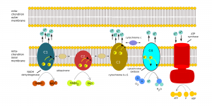 Making energy available — cellular respiration | It's a natural universe