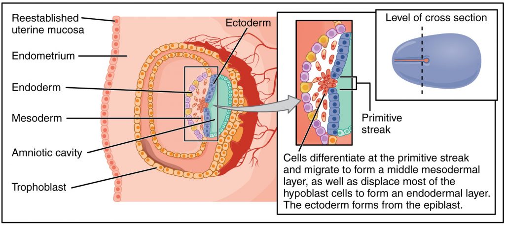 What developmental biology tells us | It's a natural universe
