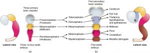 What developmental biology tells us | It's a natural universe