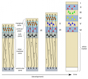 cortical-layers-7-c-300x270.png