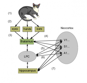 Learning and memory | It's a natural universe